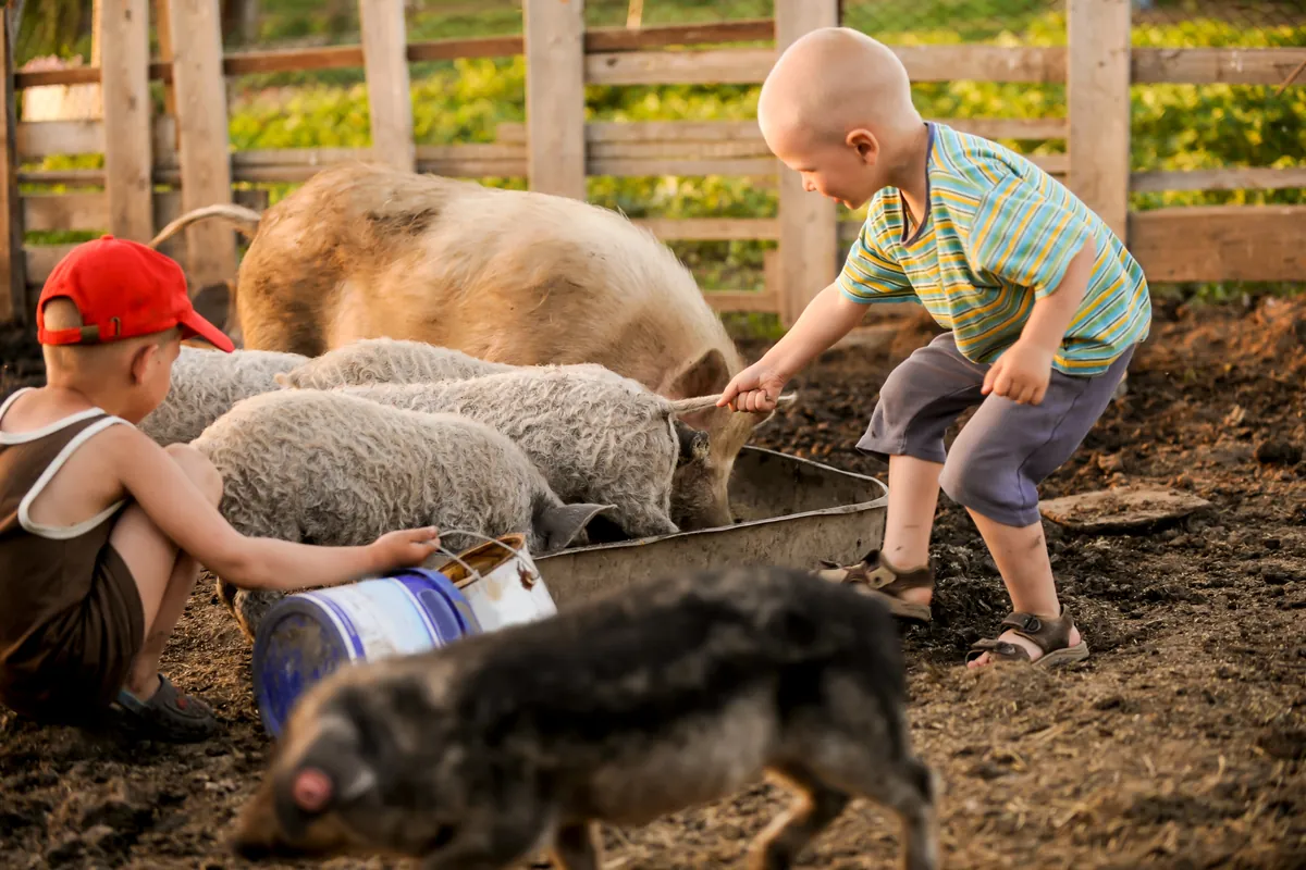 7 atividades sobre animais para aplicar na educação infantil