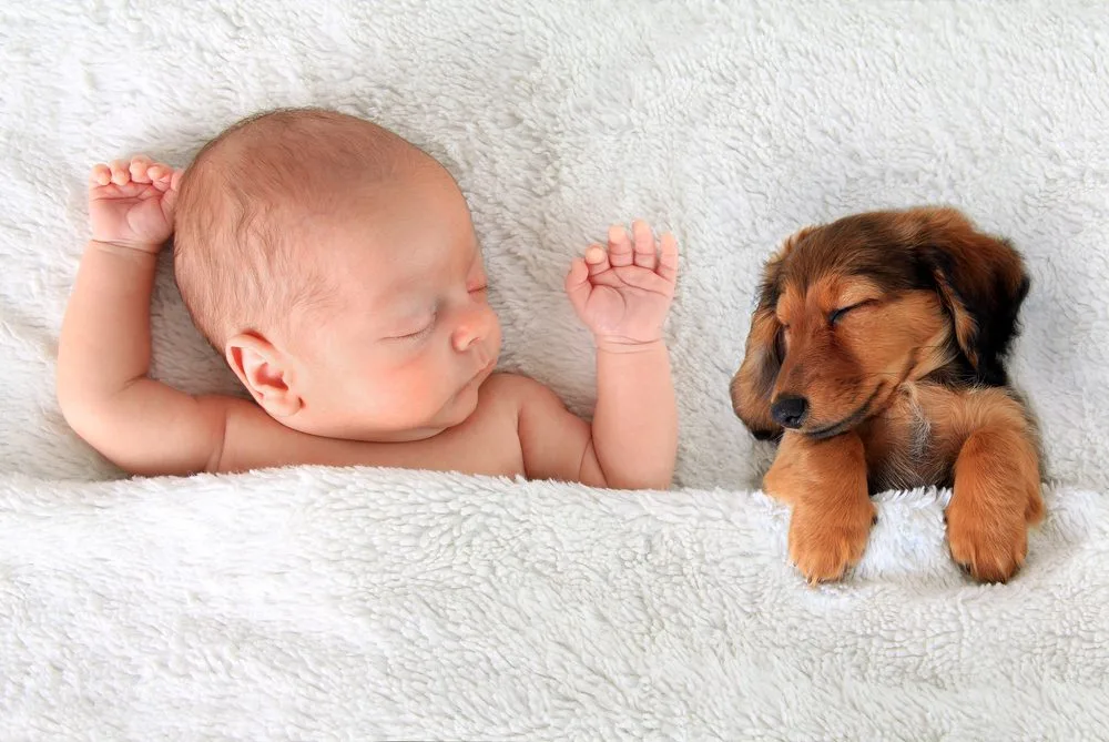 Bebês e animais de estimação podem conviver em paz?